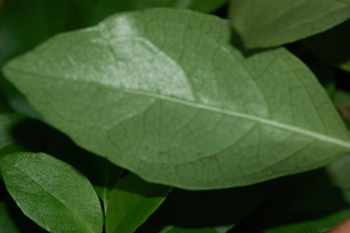 Decumaria barbara, Climbing Hydrangea, leaf side under