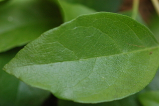 Decumaria barbara, Climbing Hydrangea, leaf side upper