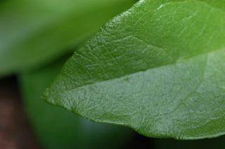 Decumaria barbara, Climbing Hydrangea, leaf tip upper