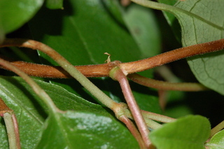 Decumaria barbara, Climbing Hydrangea, stem