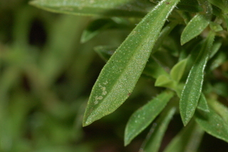Satureja montana, Winter Savory, leaf side upper