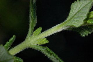 Teucrium chamaedrys, Germander, branching