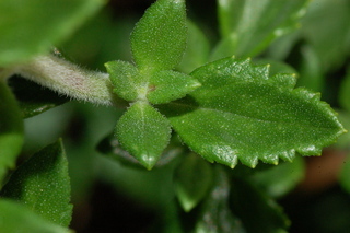 Teucrium chamaedrys, Germander, leaf side upper