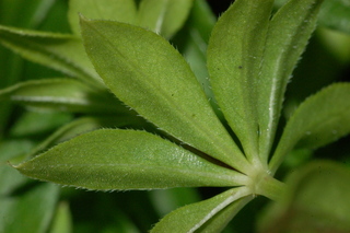 Galium odoratum, Sweet Woodruff, leaf side under