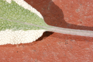 Salvia officinalis, Tricolor Sage