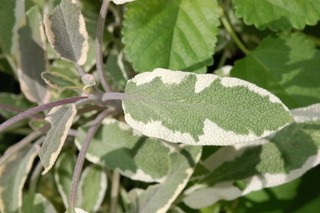 Salvia officinalis, Tricolor Sage, leaf side upper