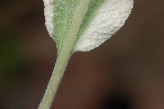 Salvia officinalis, Tricolor Sage, leaf stem under