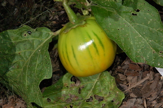 Solanum melongena, Turkish Orange Eggplant, fruit
