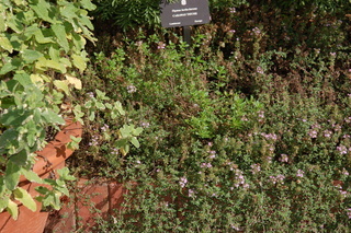 Thymus herba-barona, Caraway Thyme