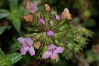 Thymus herba-barona, Caraway Thyme, flowering
