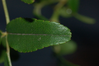 Rosa banksiae, Lady Banks Rose, leaf tip upper