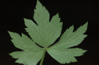Anemone virginiana, Thimbleweed, leaf side under