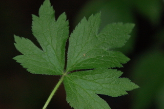 Anemone virginiana, Thimbleweed, leaf side upper