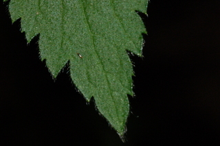 Anemone virginiana, Thimbleweed, leaf tip upper