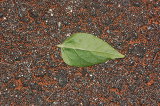 Mirabilis jalapa, Four-o-clocks, leaf side under