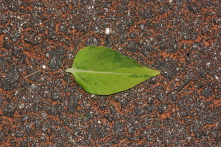 Mirabilis jalapa, Four-o-clocks, leaf side upper