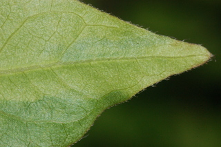 Mirabilis jalapa, Four-o-clocks, leaf tip under