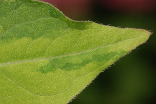 Mirabilis jalapa, Four-o-clocks, leaf tip upper