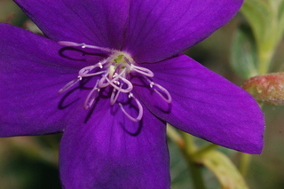 Tibouchina urvilleana, flower