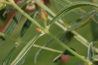 Tibouchina urvilleana, leaf arrangement