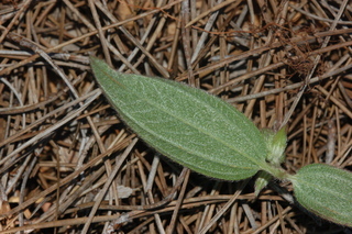 Tibouchina urvilleana, leaf side under