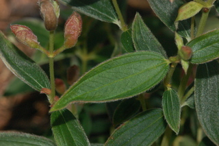 Tibouchina urvilleana, leaf side upper