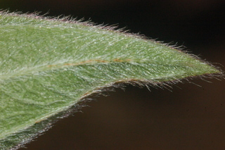 Tibouchina urvilleana, leaf tip under