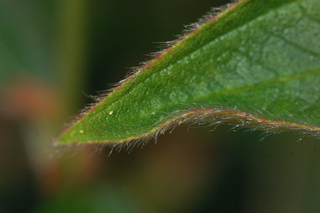 Tibouchina urvilleana, leaf tip upper