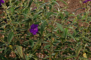 Tibouchina urvilleana, plant