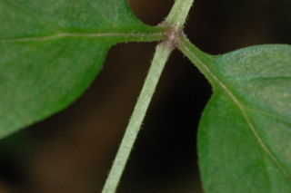 Cimicifuga racemosa, Black cohosh, leaf base upper