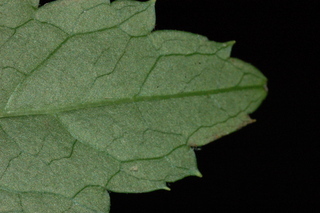 Cimicifuga racemosa, Black cohosh, leaf tip under