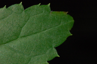 Cimicifuga racemosa, Black cohosh, leaf tip upper