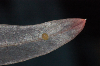 Schefflera elegantissima, False Aralie, lead tip under