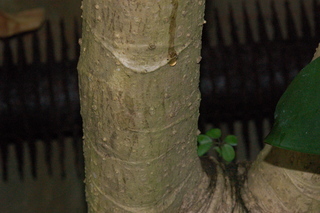 Schefflera actinophylla, trunk