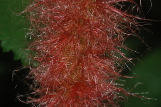 Acalypha hispida, flower base