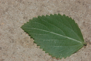 Acalypha hispida, leaf side under