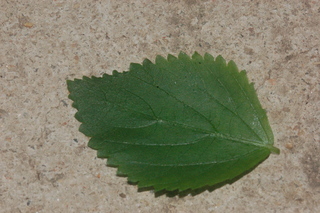 Acalypha hispida, leaf side upper