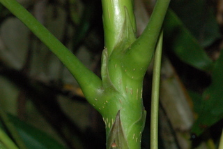 Schefflera actinophylla, branching
