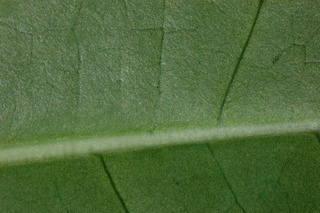 Schefflera actinophylla, leaf side under