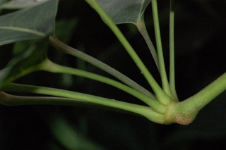 Schefflera actinophylla, stem