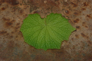 Begonia acida, leaf side upper