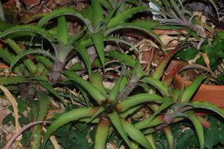 Cryptanthus bromelioides