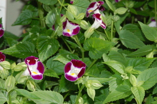 Torenia fournieri, Wishbone flower
