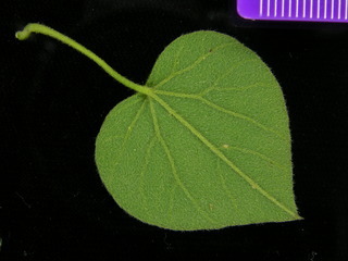 Cissampelos pareira, leaf bottom