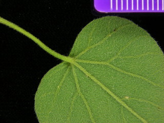 Cissampelos pareira, leaf bottom stem