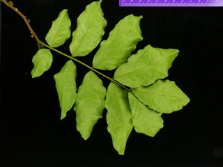 Cojoba rufescens, leaf bottom