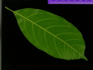 Doliocarpus olivaceus, leaf bottom