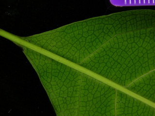 Doliocarpus olivaceus, leaf bottom stem