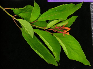 Hamelia patens, flower cluster and leaves