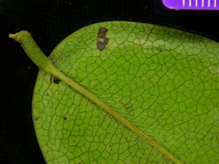 Machaerium kegelii, leaf bottom stem